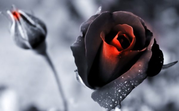 36,000+ Black Rose Photography Pictures