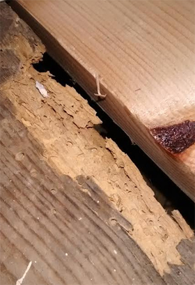 Woodworm And How To Deal With Them Actual
